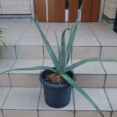 アロエベラ　最大直径１００ｃｍ　観葉植物③の画像