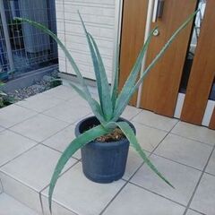 アロエベラ　最大直径１００ｃｍ　観葉植物③の画像
