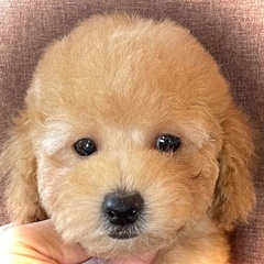 フワモコの可愛いトイプードル💕