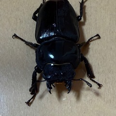 能勢産SR血統おおくわオオクワガタの画像