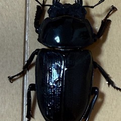能勢産SR血統おおくわオオクワガタの画像