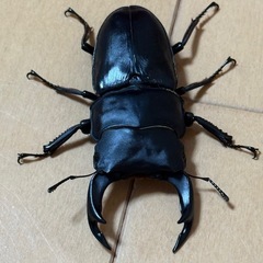 能勢産SR血統おおくわオオクワガタの画像
