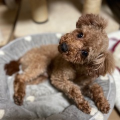 抜群の人懐っこさ　トイプー　アトム君4歳