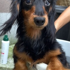 【応募者多数の為一時停止】カニンヘンダックス　小型犬　里親…