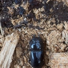 山梨県天然オオクワガタ♂♀ペアの画像