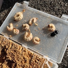 山梨県天然オオクワガタ♂♀ペアの画像