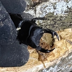 山梨県天然オオクワガタ♂♀ペアの画像