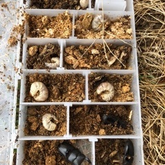 山梨県天然オオクワガタ♂♀ペアの画像