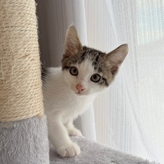 里親募集【まん丸おめめ速報】マシュマロみたいな白キジの女の子、家...