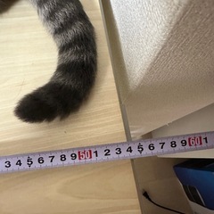 ランドリー棚の画像