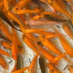 錦鯉　からし黄金等　ミックス３０匹セットの画像