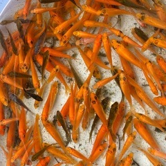 錦鯉　からし黄金等　ミックス３０匹セットの画像