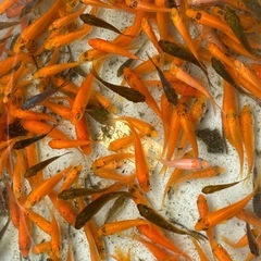 錦鯉　からし黄金等　ミックス３０匹セットの画像