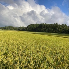 　新米　ヒノヒカリ　モミ　1俵30Kgの画像