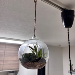 ダウンライト ブラック×2の画像