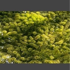 水草　アナカリス　バケツ１杯分の画像
