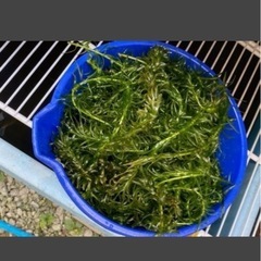 水草　アナカリス　バケツ１杯分の画像