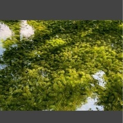 水草　アナカリス　バケツ１杯分の画像