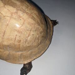 亀の置物の画像