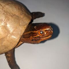 亀の置物の画像