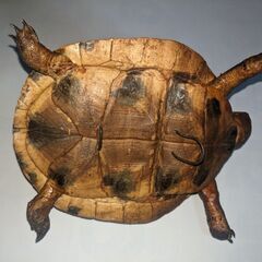 亀の置物の画像