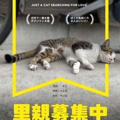 京都下京区猫里親募集中