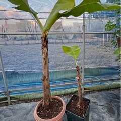 果樹苗　バナナ苗　ラベル落ち品種不明　の画像