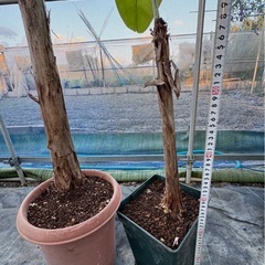 果樹苗　バナナ苗　ラベル落ち品種不明　の画像