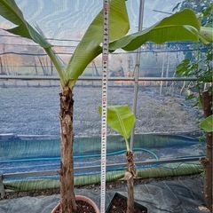 果樹苗　バナナ苗　ラベル落ち品種不明　の画像