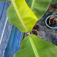 果樹苗　バナナ苗　ラベル落ち品種不明　の画像