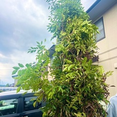 シマトリネコ　常緑樹　庭木　約2m 生き物だから早く取りに来て欲しいです、、の画像