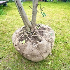 シマトリネコ　常緑樹　庭木　約2m 生き物だから早く取りに来て欲しいです、、の画像