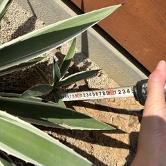 アガベ　　白閃光　ハクセンコウ　ガーデニング　ドライガーデンの画像