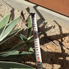 アガベ　　白閃光　ハクセンコウ　ガーデニング　ドライガーデンの画像