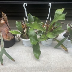 ビカクシダ　吊るしても置いてもよし！タイプ四つセットの画像