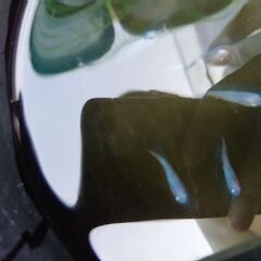 しずくメダカ10匹の画像