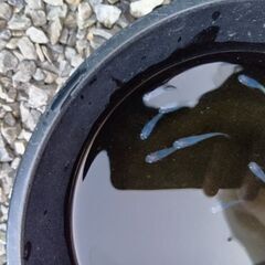 しずくメダカ10匹の画像