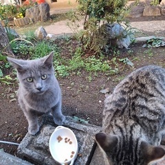 生後6ヶ月2匹と母猫