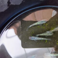 サファイアメダカ5匹の画像