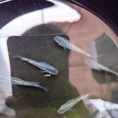 サファイアメダカ5匹の画像