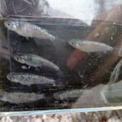 サファイアメダカ5匹の画像