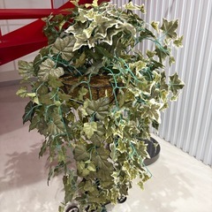 フェイクグリーンの画像