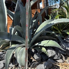 アガベ　アメリカーナ　アオノリュウゼツラン　子株　ドライガーデン　ガーデニングの画像