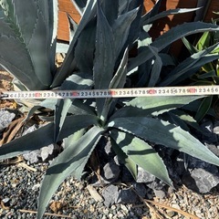アガベ　アメリカーナ　アオノリュウゼツラン　子株　ドライガーデン　ガーデニングの画像