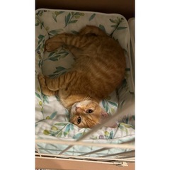 元気いっぱい茶トラの男の子🐈🤎