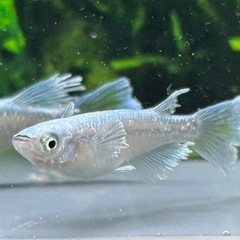 【メダカ】 グラディオ　2ペア の画像