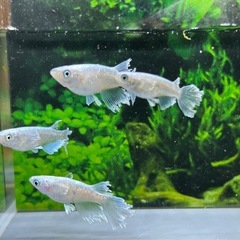 【メダカ】 グラディオ　2ペア の画像