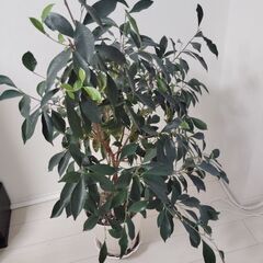 観葉植物　ガジュマル（たぶん）の画像