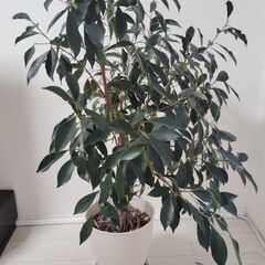 観葉植物　ガジュマル（たぶん）の画像