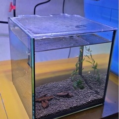 15センチキューブ水槽の画像